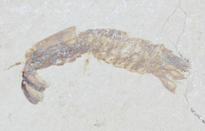 Fossil Mantis Shrimp (Sculda syriaca) - Lebanon #24069